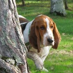 hound_dog_big