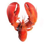 lobster